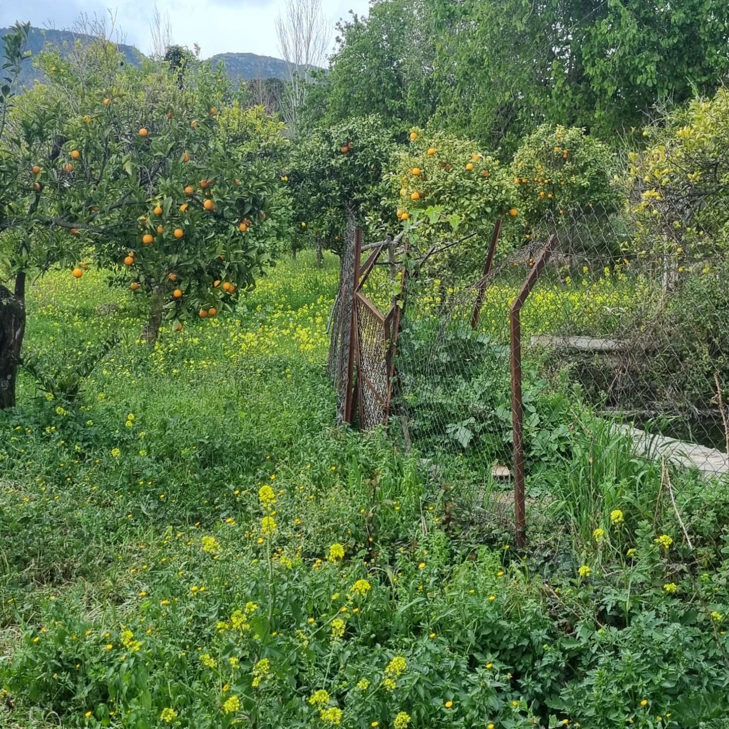 Percelen te koop in Carratraca