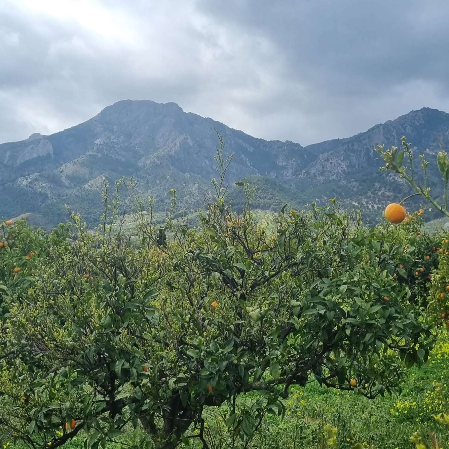 Percelen te koop in Carratraca