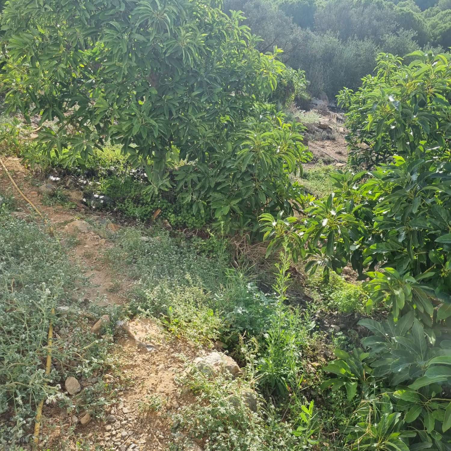 Magnifica finca sembrada de aguacates sostenible