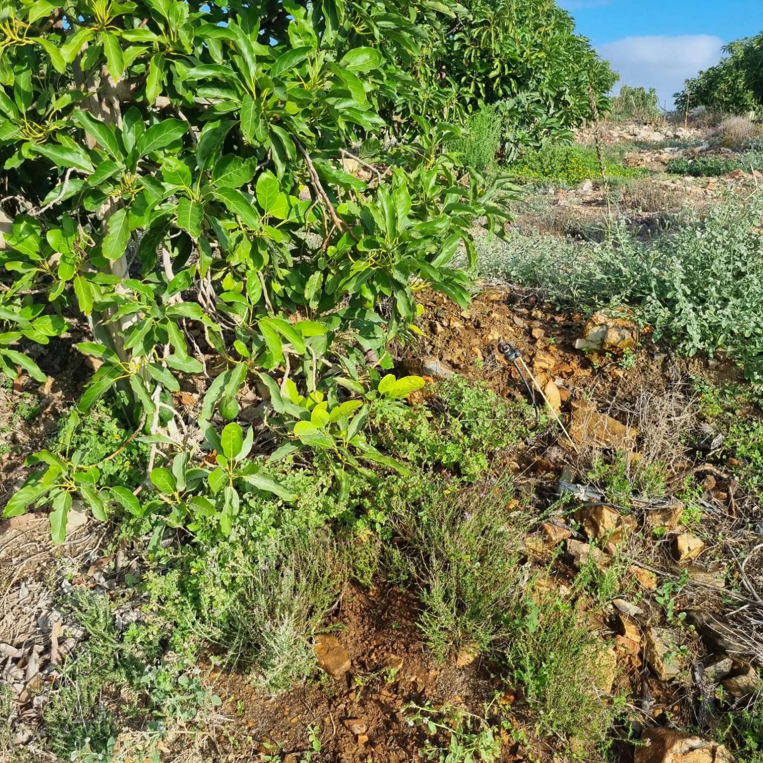 Magnifica finca sembrada de aguacates sostenible