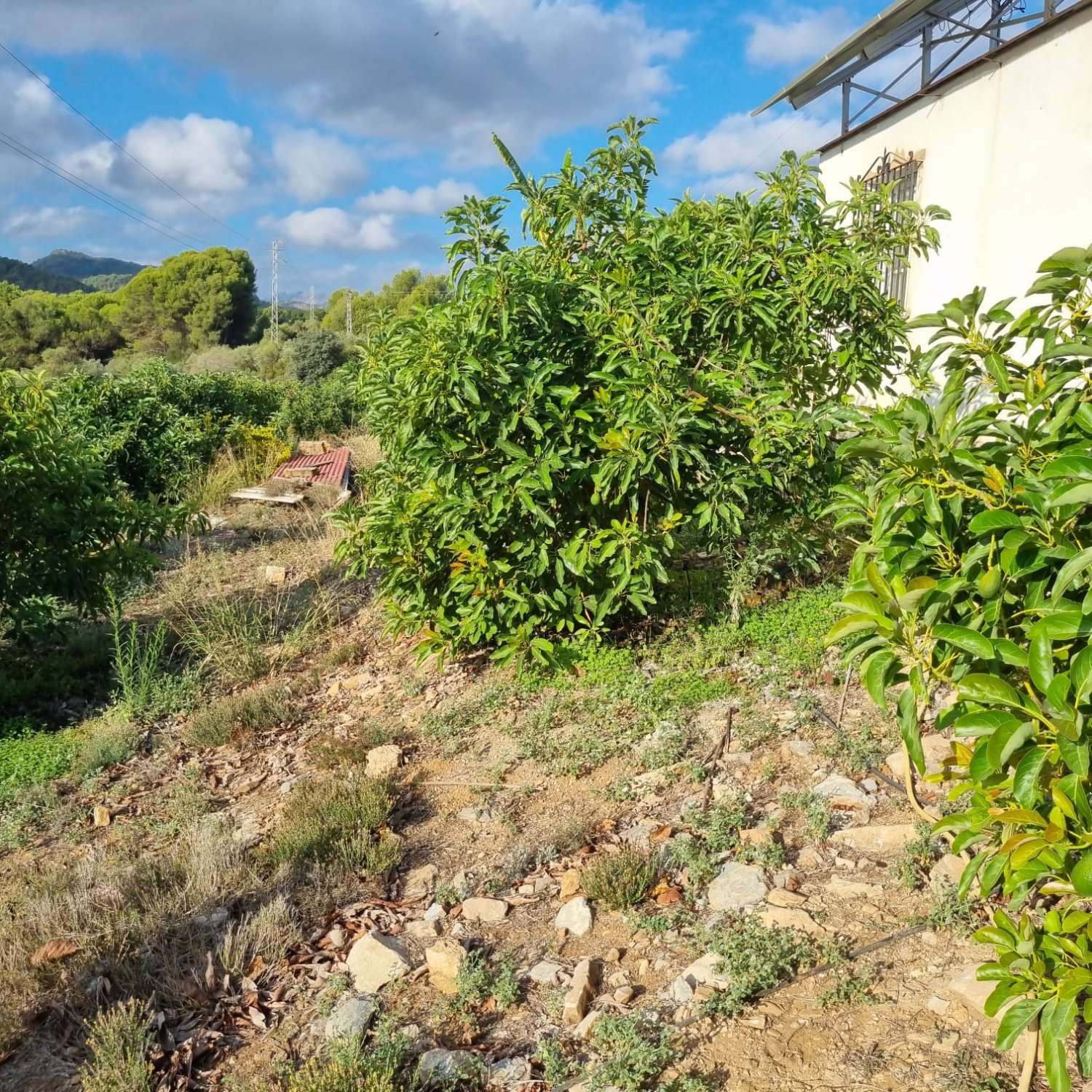 Magnifica finca sembrada de aguacates sostenible