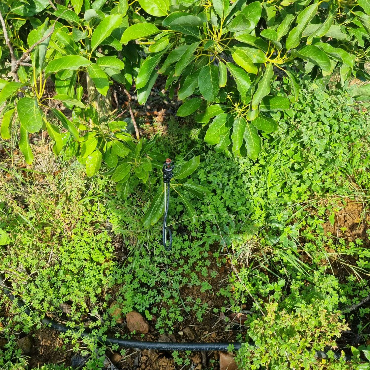 Magnifica finca sembrada de aguacates sostenible