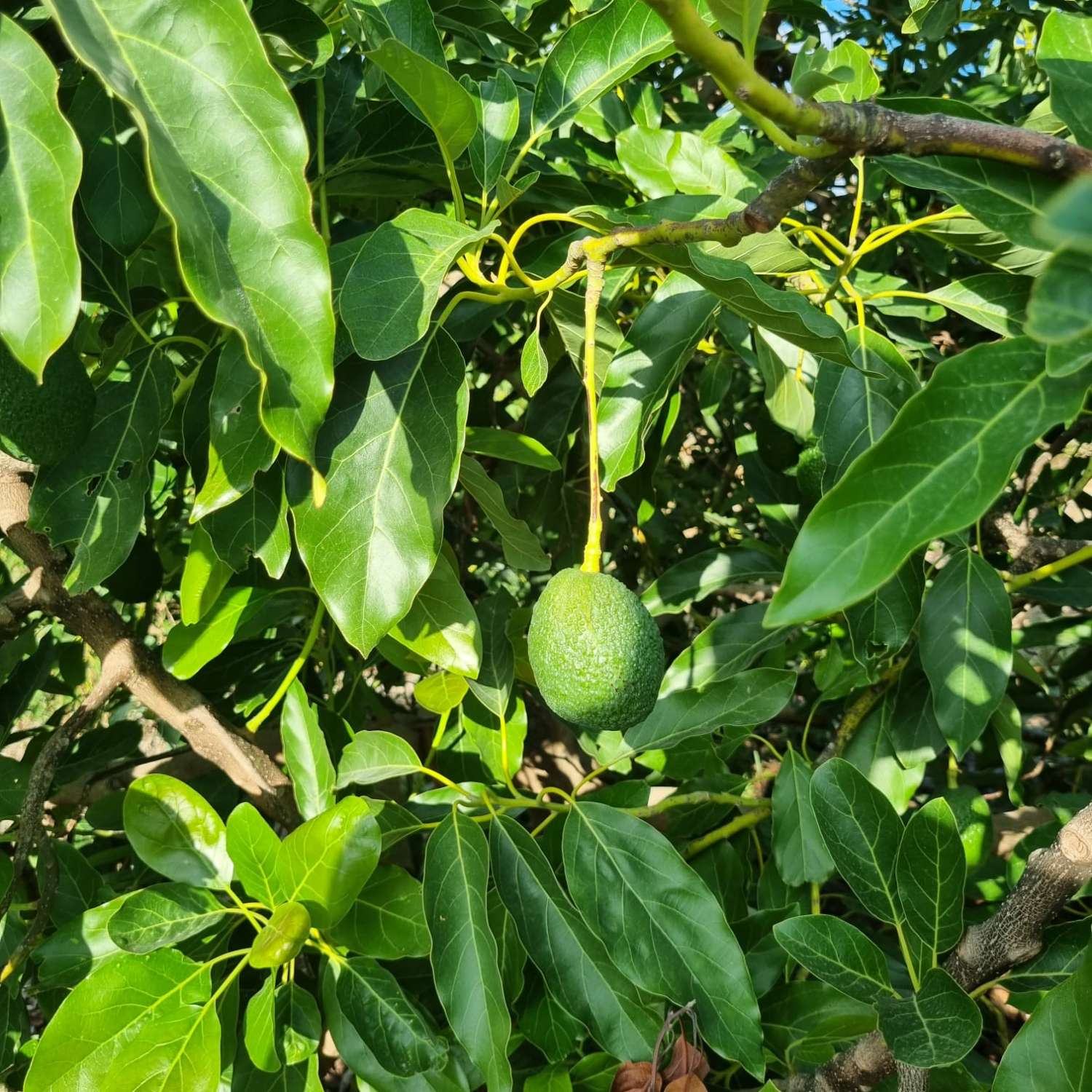 Magnifica finca sembrada de aguacates sostenible