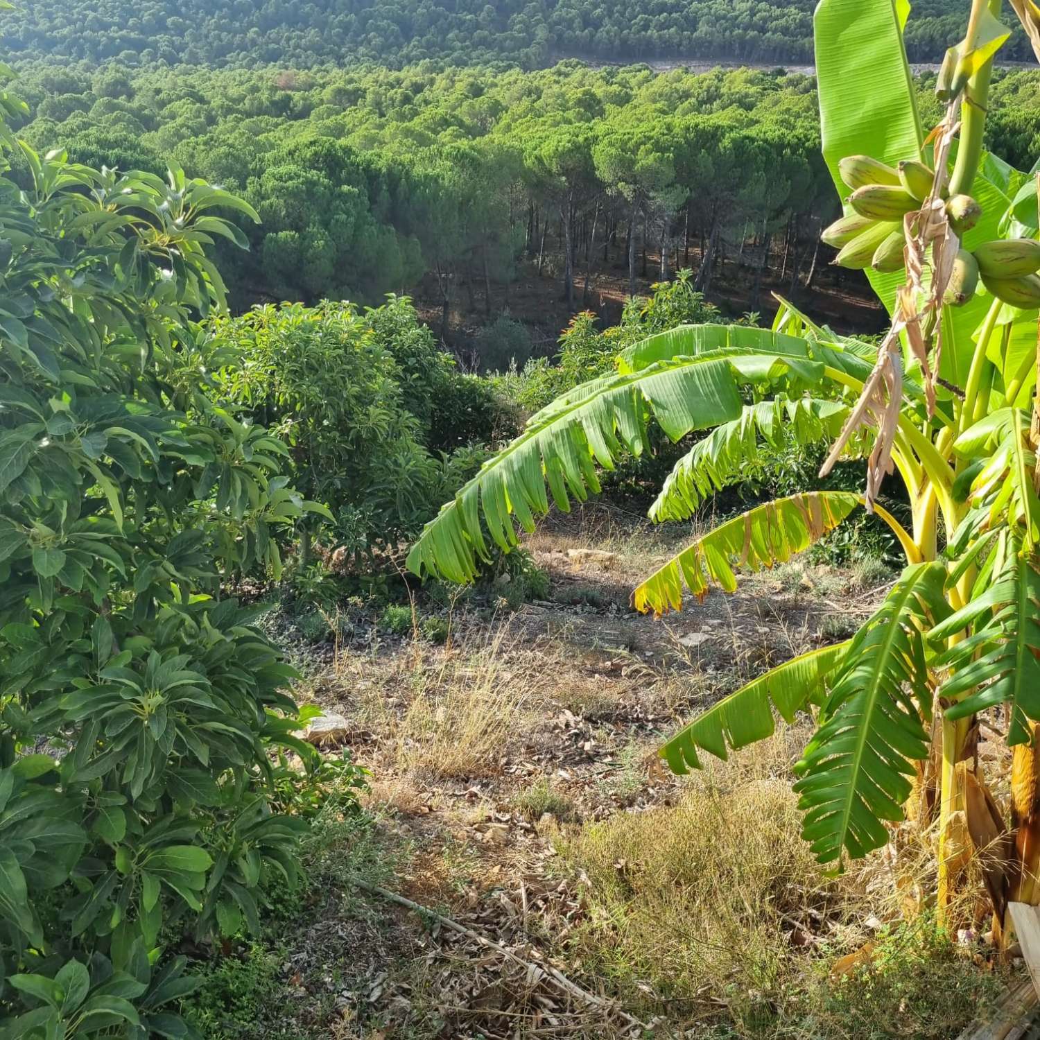 Magnifica finca sembrada de aguacates sostenible