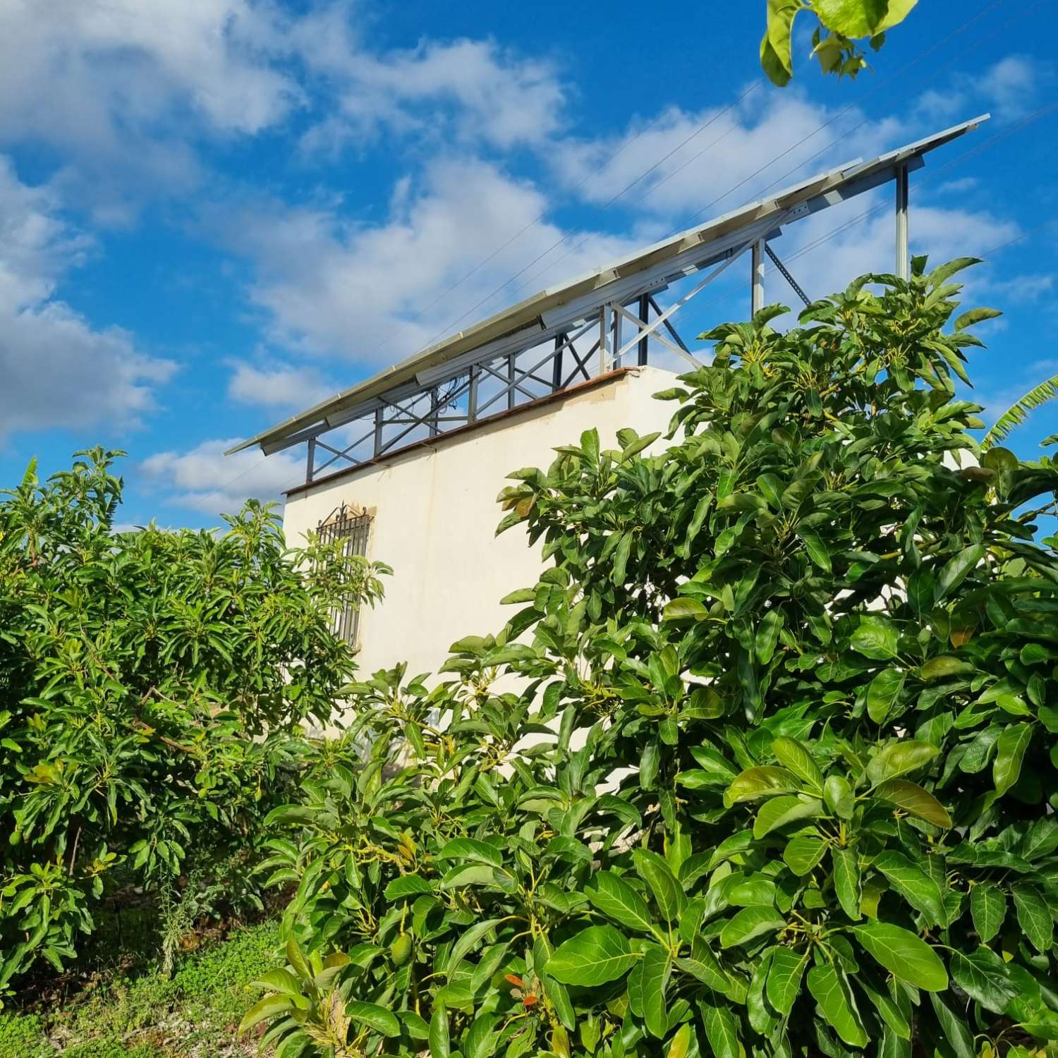 Magnifica finca sembrada de aguacates sostenible