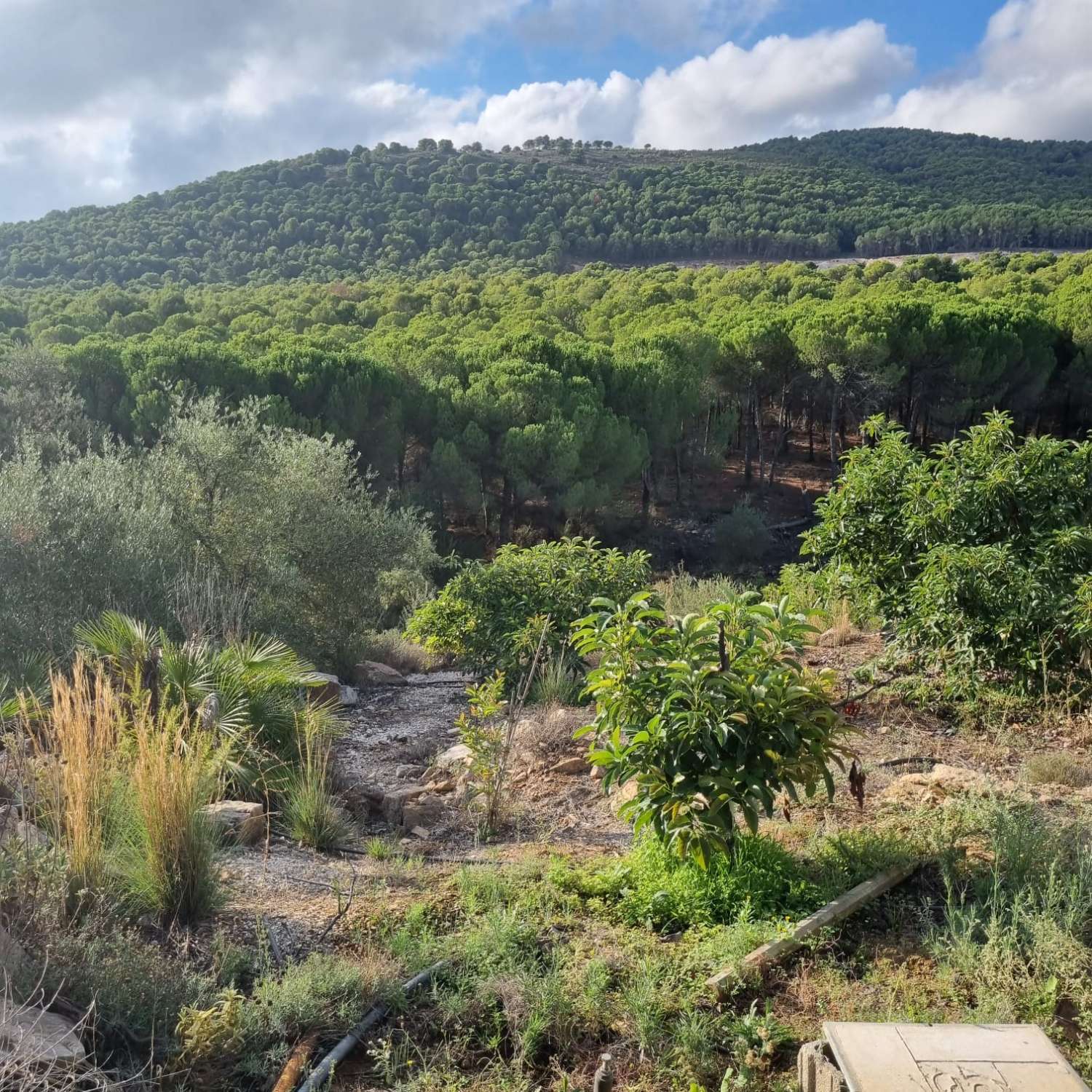 Magnifica finca sembrada de aguacates sostenible