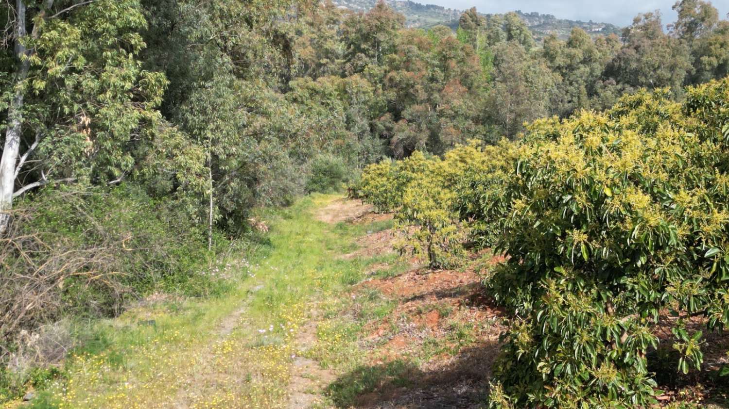 Country Property v prodeji in Coín