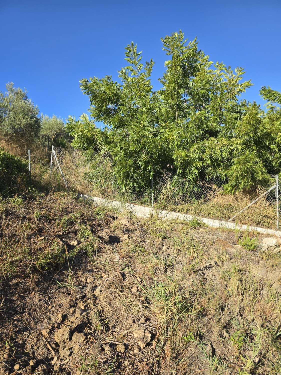 Parcela rustica con una casa registrada para reformar