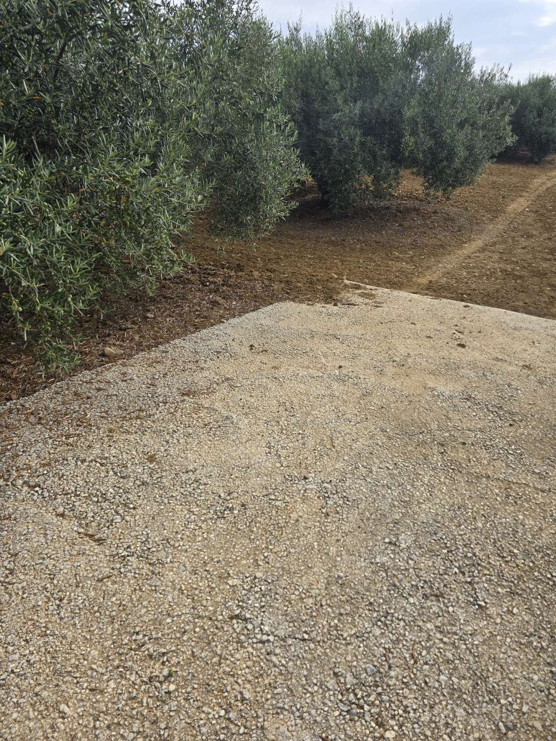 parcela de olivos de alta calidad de 10000 metros