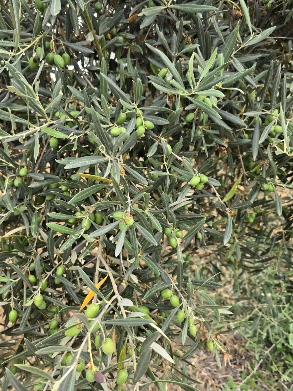 包裹 出售 在 Coín