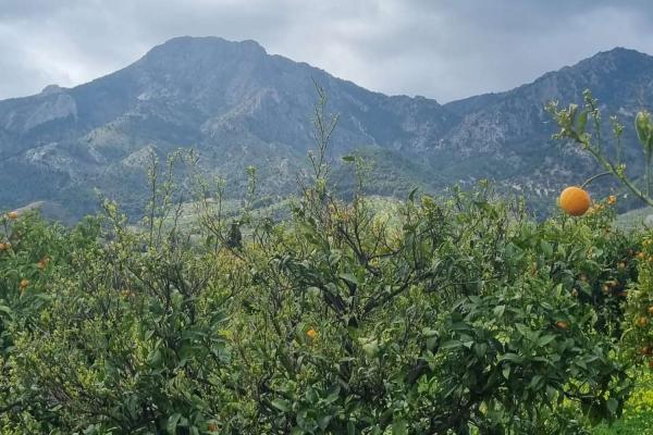 Percelen te koop in Carratraca